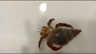 Hermit crabs taking a bath