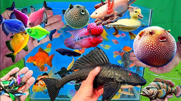 Video tổng hợp cá cảnh đẹp, vịt, vịt con, cá koi, cá trê, cá nóc, cá Axolotl