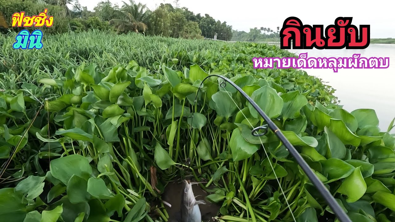 ..กินยับ..หย่อนหลุมป่าผักตบ 😱 โคตรโหดไม่ต้องนอน ตกปลากด.