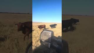 Celebrity Red and black 2 Wealth