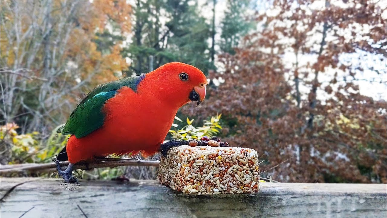 Australian King Parrot | 4K Bird Watching