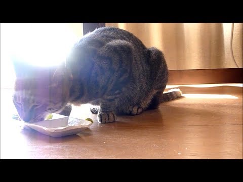 野良猫ですが　盗み食い　逃亡　人相書きで回る　逮捕直前　ひばり83