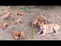 Dog family is very happy and joyful.🎉🎉