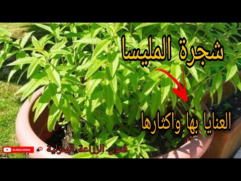 فيديو: لماذا من الضروري زراعة المليسة؟