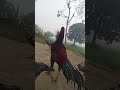 Chicken Feeding Moment 🐓#ChickensEating#VillageLife #shorts ##YouTubeShorts