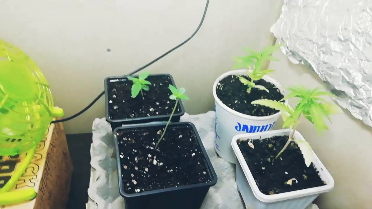 Moby Dick Xxl Auto - Auto Nefertiti - jamaican dream - día 8