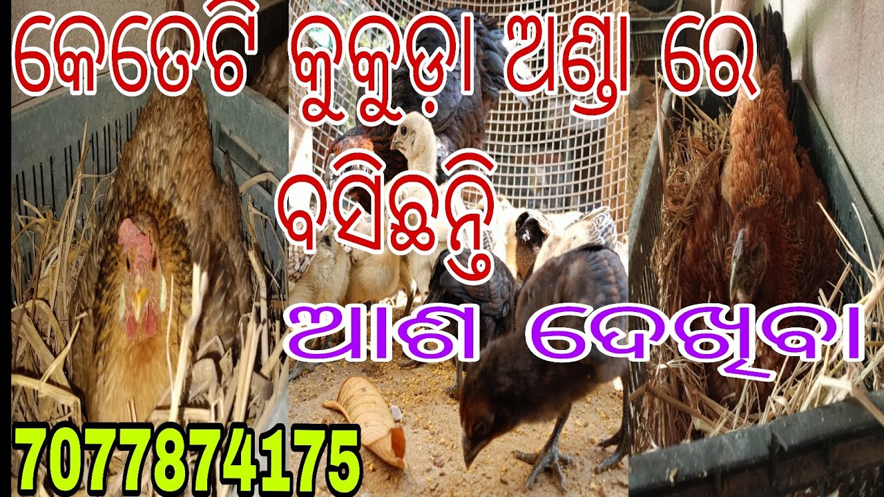 Black skin କୁକୁଡ଼ା ଅଣ୍ଡା ରେ ବସିଛନ୍ତି 