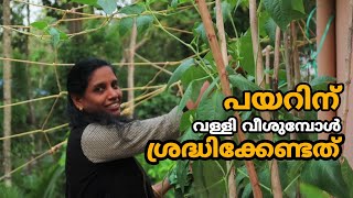 Payar Krishi Tips | പയറിന് വള്ളി വീശുമ്പോൾ ശ്രദ്ധിക്കേണ്ട കാര്യങ്ങൾ | Payar Pandal | പയര്‍ കൃഷി