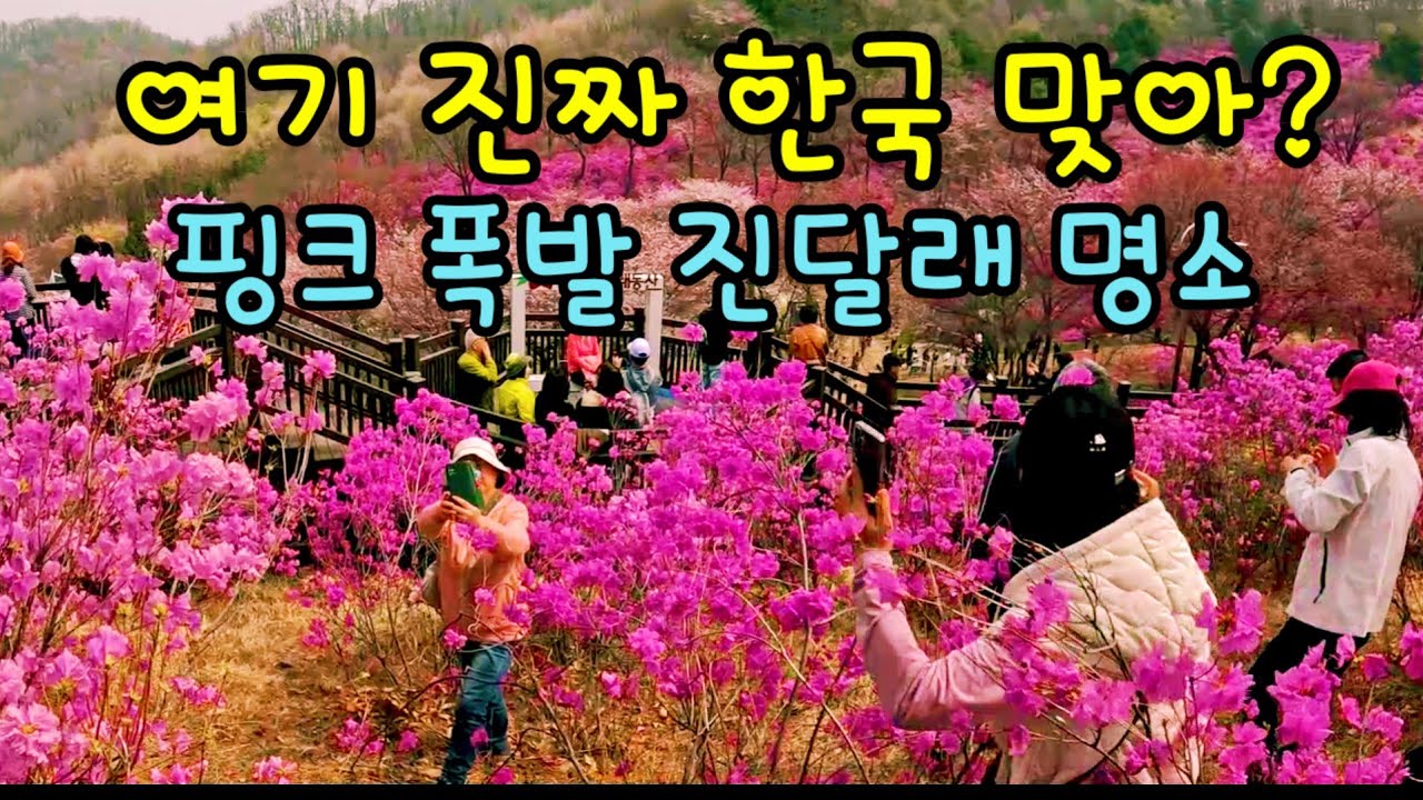 부천 원미산 진달래 축제 / 지하철 7호선 부천종합운동장역 2번 출구에서 500m, 수도권 최고의 진달래 군락지 축제#원미산진달래축제#하모니부부색소폰 adlı videoyu YouTube'da izle 부천 원미산 진달래 축제 / 지하철 7호선 부천종합운동장역 2번 출구에서 500m, 수도권 최고의 진달래 군락지 축제#원미산진달래축제#하모니부부색소폰 adlı videoyu YouTube'da izle