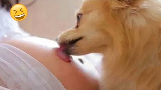 Funniest Cats 😻 And Dogs 🐶 Try Not To Laugh 😂 #2