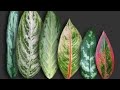 Aglaonema types and varieties