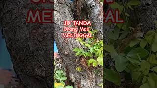 Download Lagu Tekenen dat iemand op het punt staat te sterven MP3