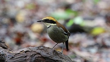 Javan Banded Pitta (Female)