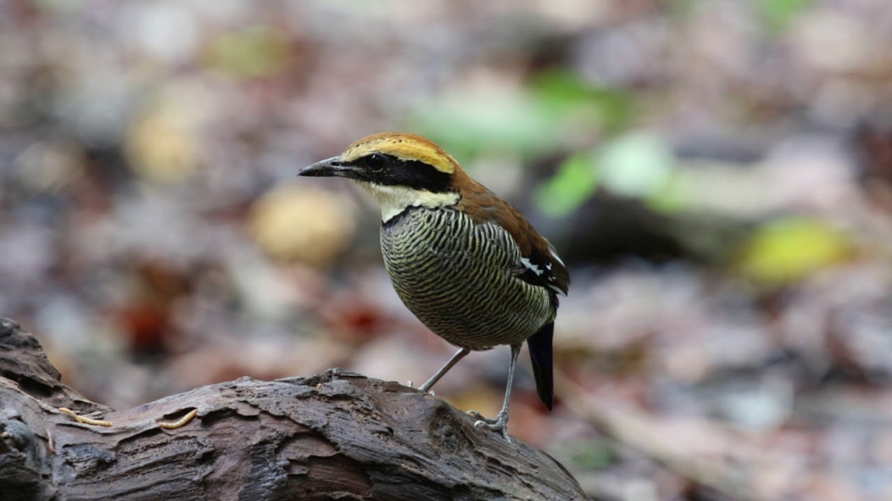 Javan Banded Pitta (Female) 