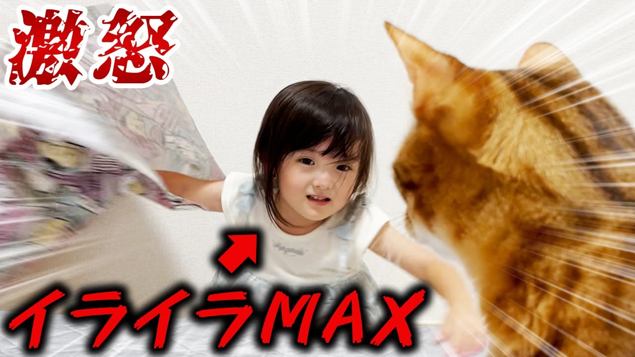 イライラが頂点に達しブチギレてしまった4歳娘と、そっと見守る兄猫