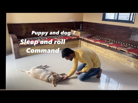 how to train a dog and puppy roll and sleep command | dog training