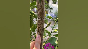 Scoring the Lemon Tree to produce a new branch! It’s working! (Short)