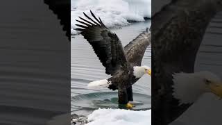 The Power of Precision 🦅 | Eagle’s Epic Catch in Slow Motion!