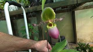 #Orchids in bloom & a quick look around in my greenhouse 