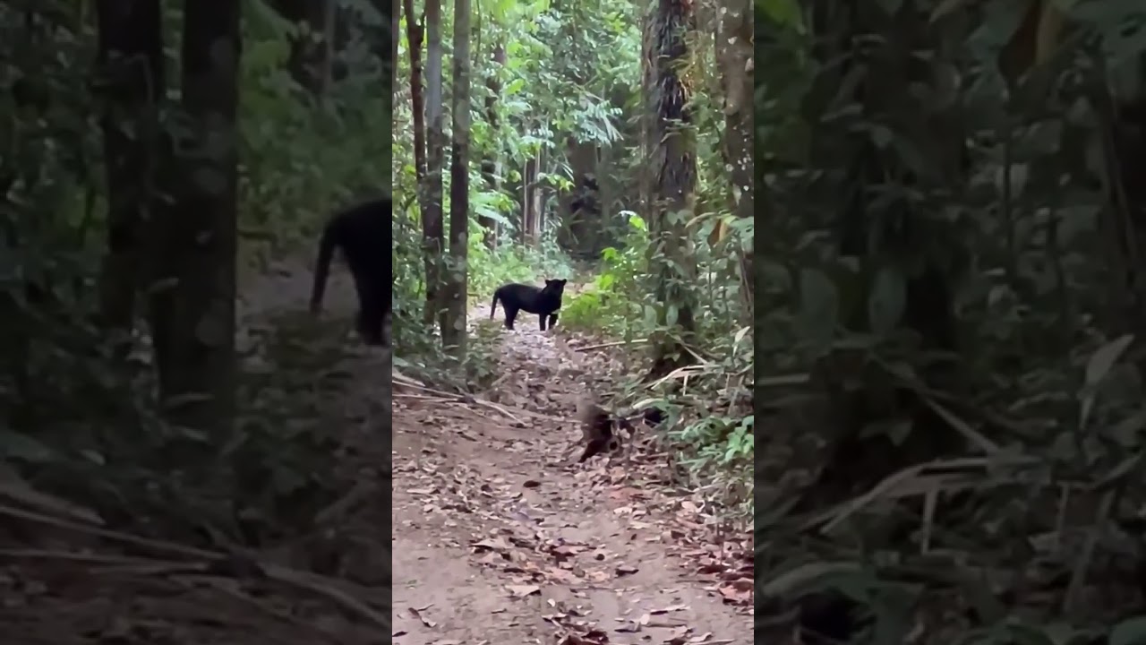 Penampakan macan kumbang sedang mengawasi