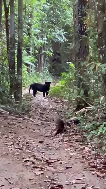 Penampakan macan kumbang sedang mengawasi#shorts