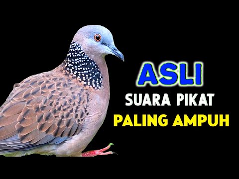 ngày 15 tháng 1, 2026 báo giá 2 nghé ít tiền