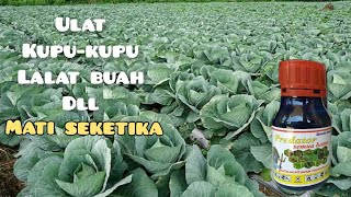 Effective Ways to Eradicate Caterpillars on Cabbage || Healthy and Lush Leaves