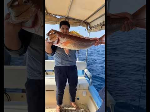 ماشاء الله تبارك الله سمكة الفارس صيد سمك بحر حداق   المهباني