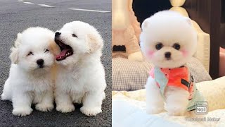 Baby Dogs - Funny and Cute Baby Dog Videos Compilation | Aww Animals