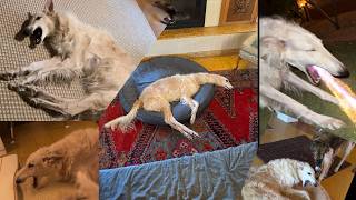 1 hour of silence occasionally broken up by VIOLENT Borzoi Hoarking