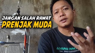 BONGKAR ‼️ rawatan prenjak muda