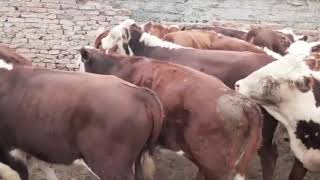 АҚ БАС ПОРОДА🐮СИЫРЛАР МЕН ПОТСОС БҰЗАУЛАР🐃 САТЫЛАДЫ💸. ӨТЕ ТИІМДІ БАҒАДА👍.ІРІ ҚАРАЛАР ӨСКЕМЕНДЕ ТҰР🐂