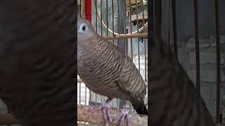 Download Lagu Burung Merpati Lokal Bernyanyi dengan Suara \ MP3