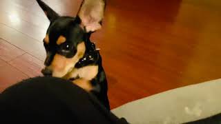 Smart min pin puppy
