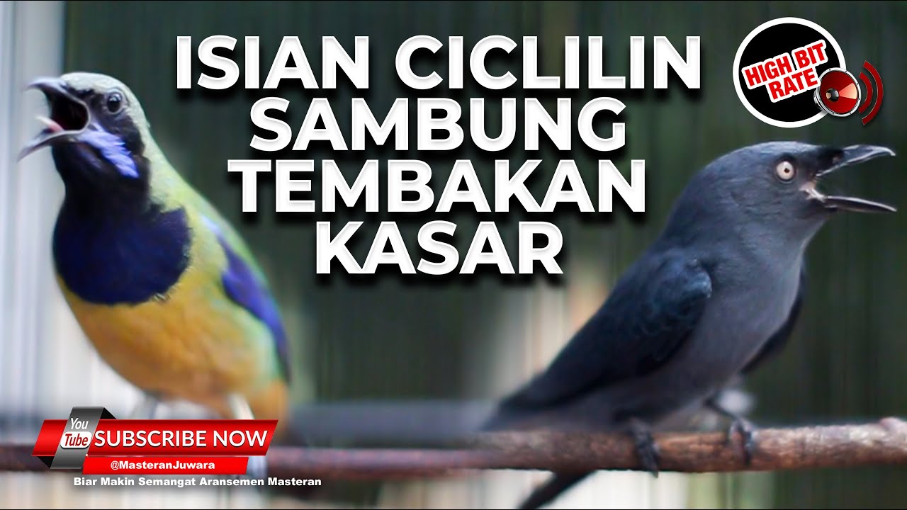 🔴Masteran Cililin Mix Tembakan Kasar Materi Termewah Cucak Cungkok Gacor vs Srigunting Abu Abu Isian