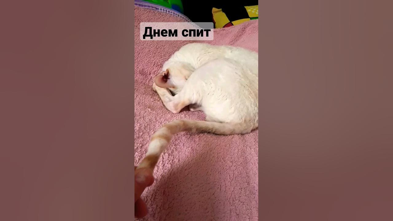 2 года кричит по ночам. 2 года кричит по ночам