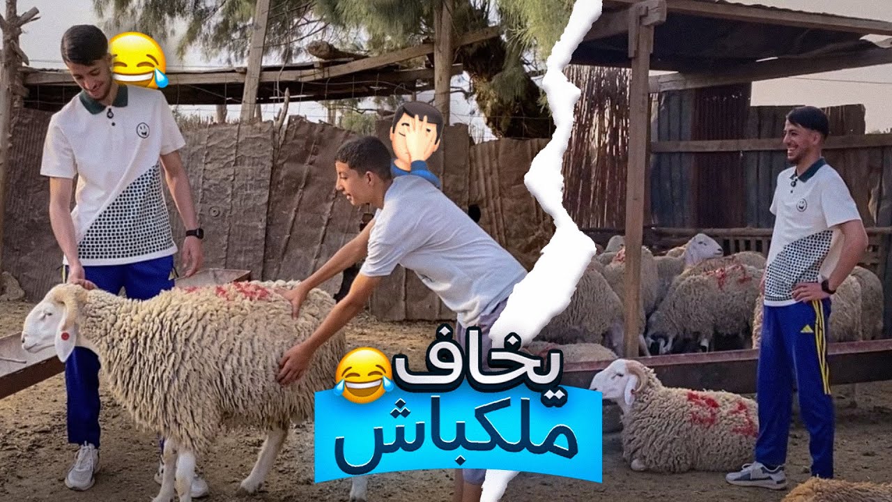 خويا صغير يخاف ملكباش🤣🤦🏻‍♂️