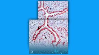 6851199E410Eefdd31D6Ea39764618