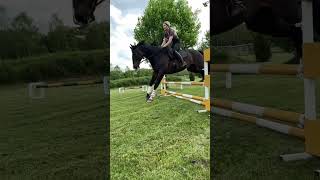 Dressage Horse Goes Jumping 2.0