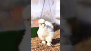 Silkie chickens are so cute and fluffy 😁 #chickens #silkiechicken