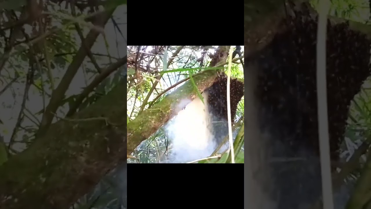 cara/trik memanen madu lebah liar di hutan angker