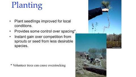 Pine Management Practices