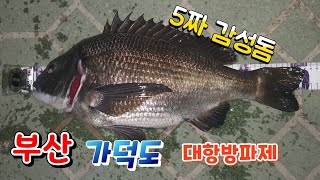 용왕님의 선물 ^^♡♡5짜감성돔 Busan Gadeokdo Island sea fishing