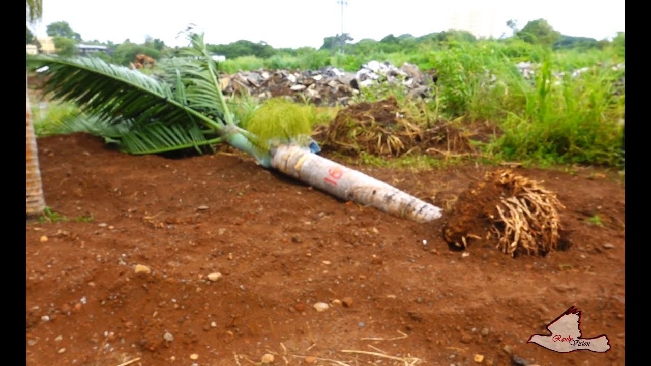 2018 03 06 Metro Leger Palmiers Transplantes Deja Tombes Youtube