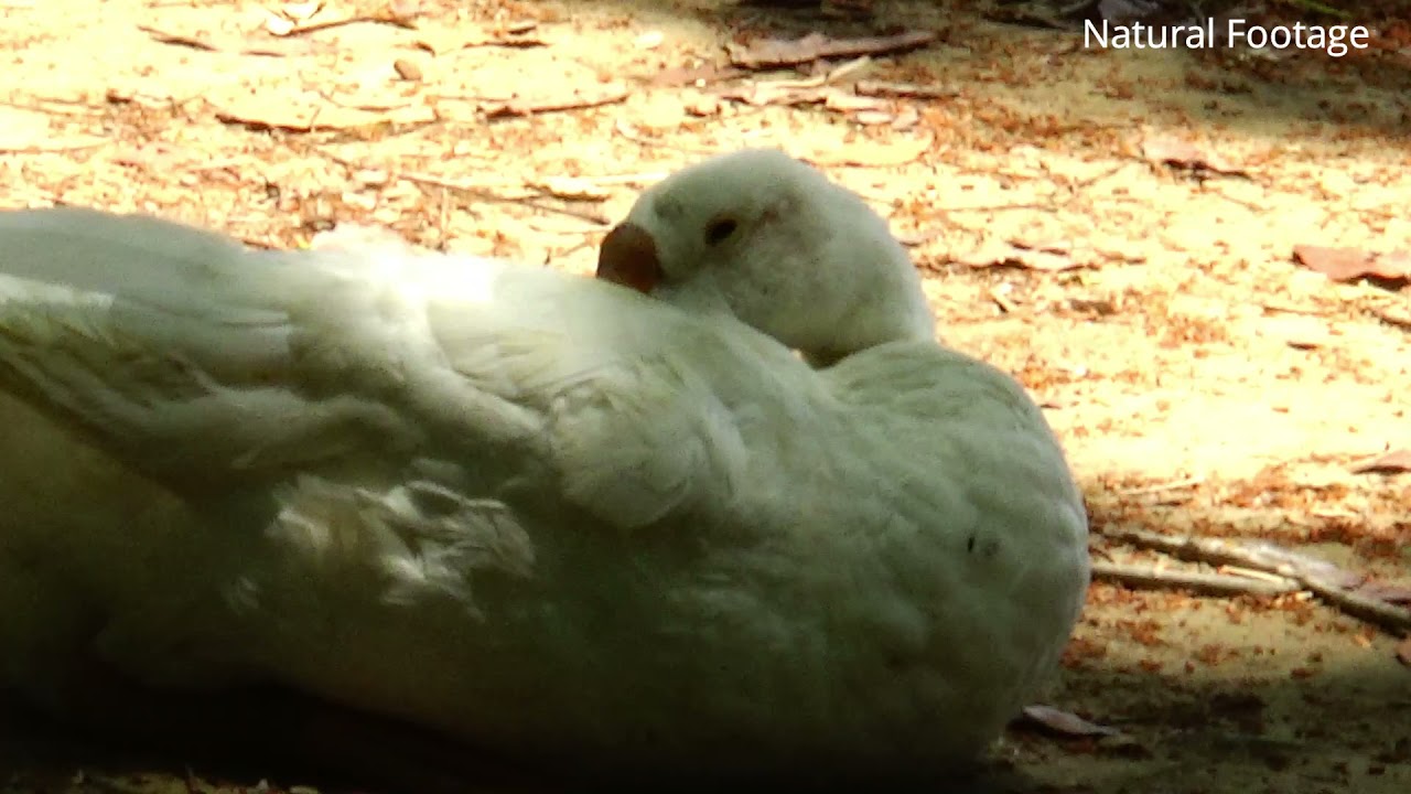 Greylag goose Sleeping scenes || Bangladeshi Domestic Goose || anser anser || 