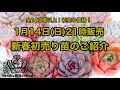 1月14日(日)21時販売❣️新春初売り苗のご紹介❣️
