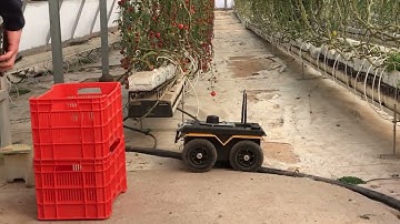 Jackal gets stuck in a greenhouse