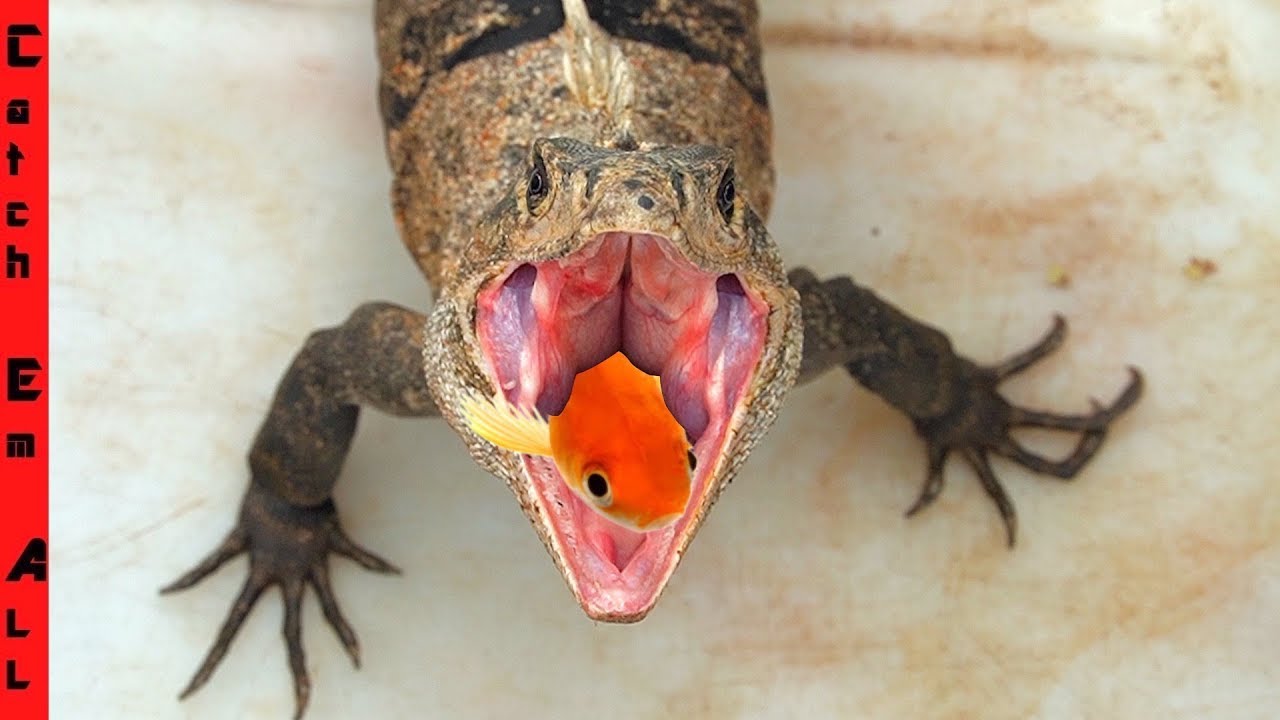 CUDDLES the IGUANA New DIET and NEW HOME! YouTube