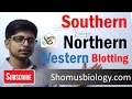 Difference between Southern and northern blotting and western blotting