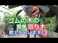 ゴムの木の簡単取り木教えます♪